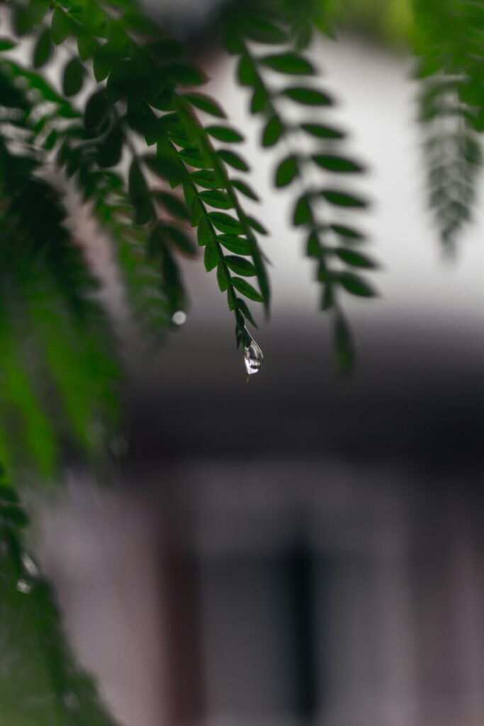 雨に濡れた木の葉