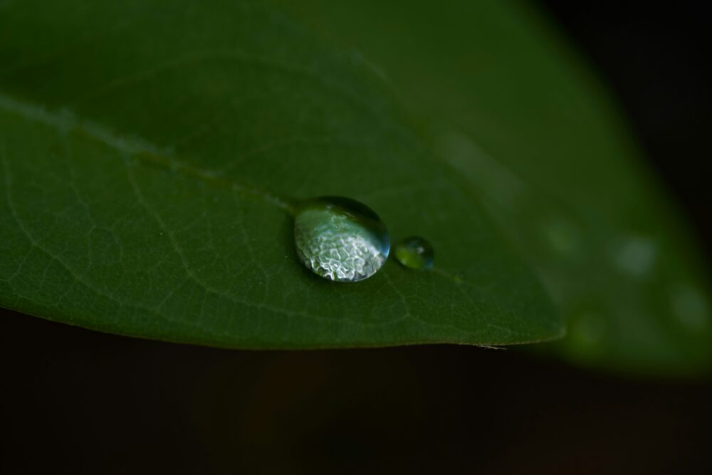 葉の上の雫